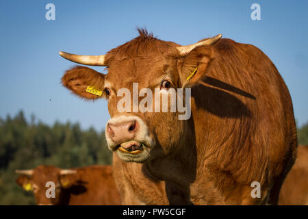 Limousin vacca (Bos primigenius taurus) in free range Foto Stock