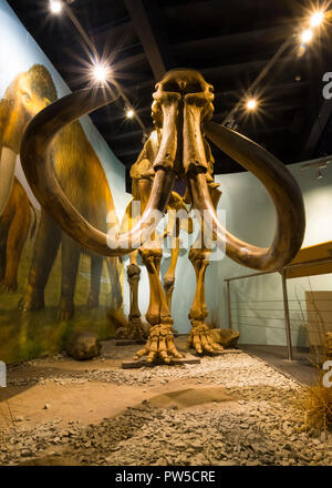 Il Shropshire Mammoth sul display a Shropshire Hills Discovery Center di craven arms, Shropshire, Inghilterra, Regno Unito Foto Stock