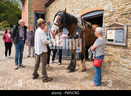 Per i visitatori in cerca di un cavallo pesante a Acton Scott storica fattoria, Shropshire, Inghilterra, Regno Unito Foto Stock