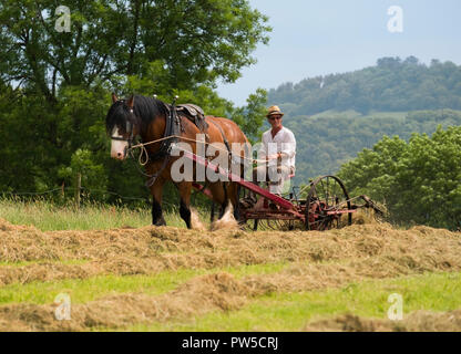 Cavallo "spandimento del fieno fieno" a Acton Scott lavoro storico agriturismo vicino a Church Stretton, Shropshire, Inghilterra, Regno Unito Foto Stock