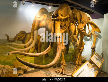 Il Shropshire Mammoth sul display a Shropshire Hills Discovery Center di craven arms, Shropshire, Inghilterra, Regno Unito Foto Stock