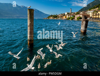 Limone sur Garda Lago di Garda, provincia di Brescia, Italia Foto Stock