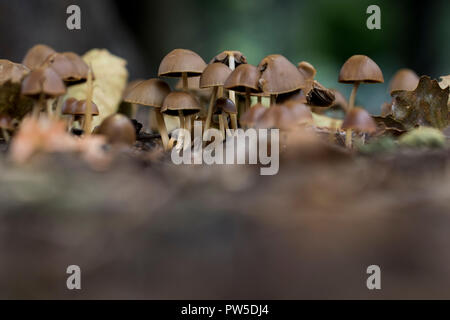 Zoom sui funghi selvatici crescere insieme in un mazzetto a tenuta. Stare insieme e il lavoro di squadra concetto. Close up di funghi marrone la fruttificazione sulla foresta fl Foto Stock