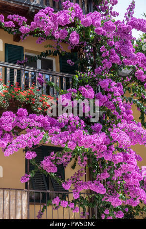 Il Bougainvillea sul balcone, Limone sur Garda Lago di Garda, provincia di Brescia, Italia Foto Stock