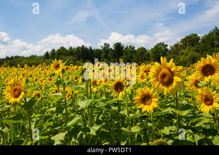 Un campo di girasoli sbocciato fuori strada di un paese nella regione dei Laghi Finger dello Stato di New York. Foto Stock