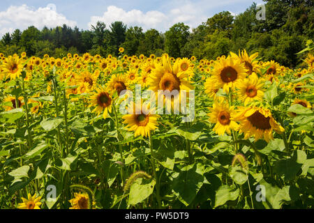 Un campo di girasoli sbocciato fuori strada di un paese nella regione dei Laghi Finger dello Stato di New York. Foto Stock