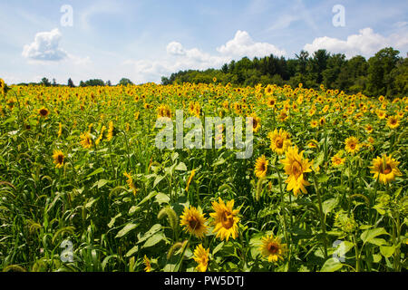 Un campo di girasoli sbocciato fuori strada di un paese nella regione dei Laghi Finger dello Stato di New York. Foto Stock