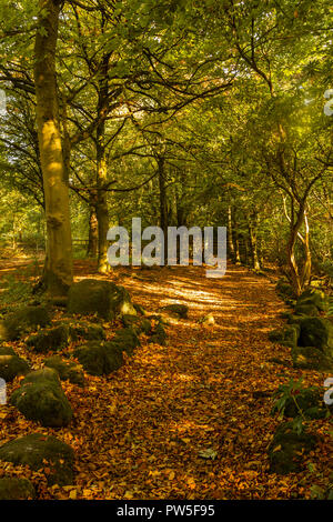 Colori autunnali in un bosco inglese a St Ives station wagon, Bingley. Yorkshire Foto Stock