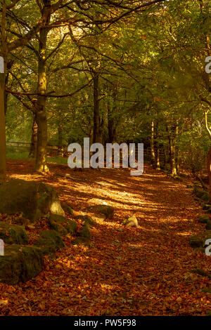 Colori autunnali in un bosco inglese a St Ives station wagon, Bingley. Yorkshire Foto Stock