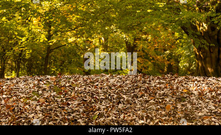 Copertura di massa secca di foglie di autunno. Foto Stock