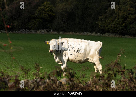 Una singola vacca Frisone in un campo. Foto Stock