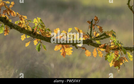 Foglie di quercia in autunno. Foto Stock