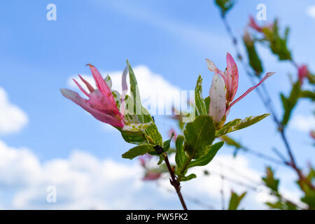 Harlekin willow Salix integra Hakuro Nishiki nella parte anteriore del cielo blu e alcune nuvole Foto Stock