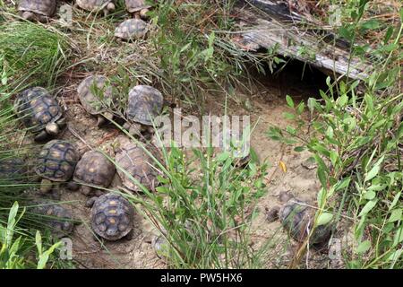 Un numero di due-anno-vecchio tartarughe gopher rilasciato torna allo stato selvatico sett. 20, 2017, il mulino attorno ad un attivo burrow tartaruga a Camp Shelby. Alcuni iscritti per rendere la loro casa, alcuni hanno cominciato a scavare le proprie tane e altri allontanati. Tutti i 89 tartarughe rilasciato attraverso il programma Head-Start sono state etichettate con Tracker per monitorare i loro progressi e per generare i dati per le versioni future. Foto Stock