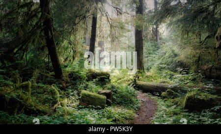 Percorrendo a piedi la Hoh River Trail nel Parco Nazionale di Olympic, STATI UNITI D'AMERICA Foto Stock