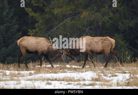 Il Parco Nazionale di Banff, Canada. Xii Ottobre 2018. Alce maschio (cervus canadensis) solchi in un campo vicino alla città di Banff. In questo momento dell'anno i maschi scontro lotta da scontri palchi per determinare la più forte, che andranno ad accoppiarsi con le femmine. Credito: Glyn Thomas/Alamy Live News. Foto Stock