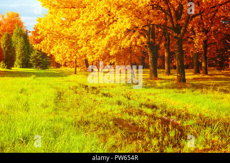 Paesaggio di caduta. Golden Park alberi e prato allagato in autunno park in tempo soleggiato. Colorato autunno scena naturale Foto Stock