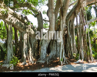 Grande banyan tree in giardino Foto Stock