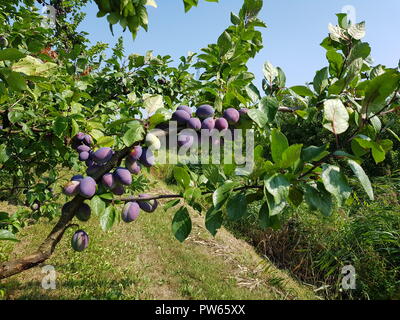 Prugna Prunus domestica Foto Stock