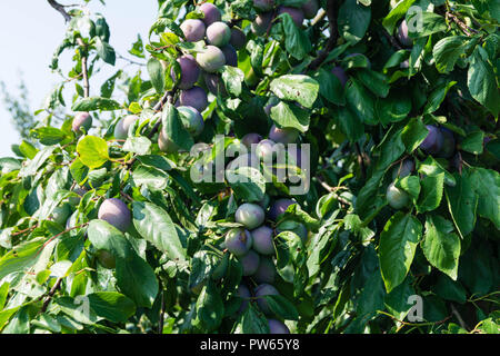 Prugna Prunus domestica Foto Stock