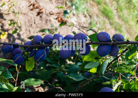 Prugna Prunus domestica Foto Stock