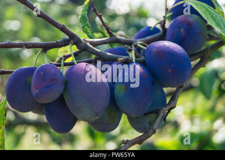 Prugna Prunus domestica Foto Stock