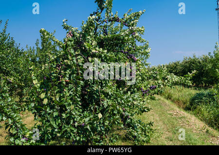Prugna Prunus domestica Foto Stock