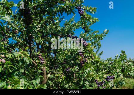 Prugna Prunus domestica Foto Stock