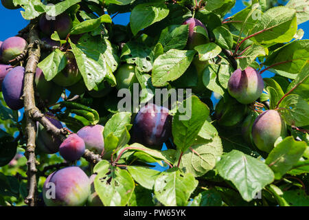 Prugna Prunus domestica Foto Stock