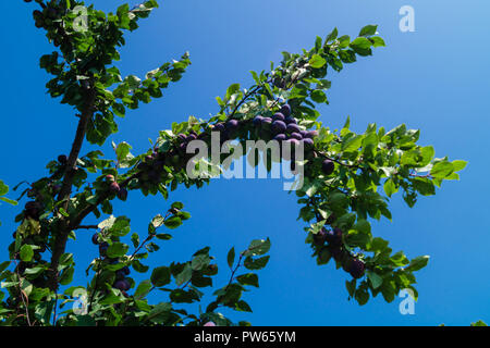 Prugna Prunus domestica Foto Stock
