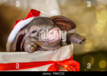 Natale e Anno Nuovo card con grazioso neonato santa suino nel dono presente casella. Decorazioni simbolo dell anno calendario cinese. l'abete sullo sfondo. Holid Foto Stock