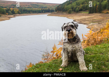 Miniatura Schnauzer SAB accanto al serbatoio Derwent nel distretto di picco durante l'autunno del 2018. Foto Stock