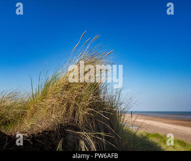 Le dune di sabbia del Holme dune riserva naturale nazionale sulla Costa North Norfolk, Inghilterra, Regno Unito Foto Stock