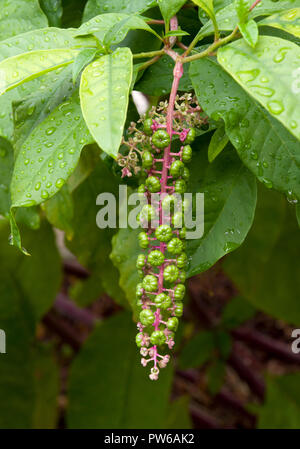 American pokeweed bacche Foto Stock