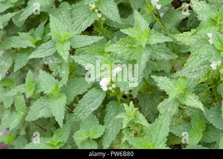 Lamium album, morti bianche ortica Foto Stock