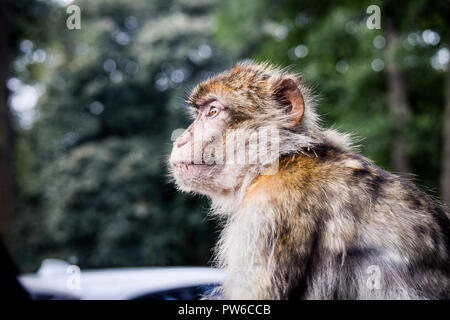 Il pensiero monkey Foto Stock