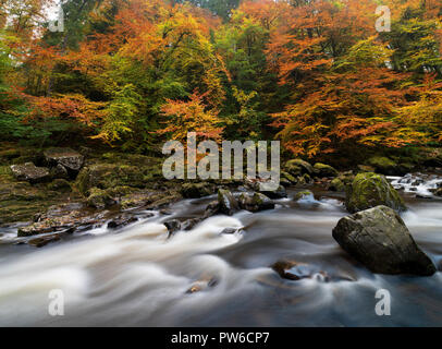 Spettacolari colori autunnali alle Black Linn Falls all'Hermitage, un famoso luogo di bellezza vicino a Dunkeld nel Perthshire, Scozia Foto Stock