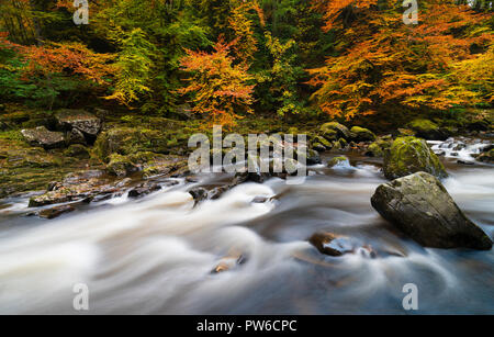 Spettacolari colori autunnali alle Black Linn Falls all'Hermitage, un famoso luogo di bellezza vicino a Dunkeld nel Perthshire, Scozia Foto Stock