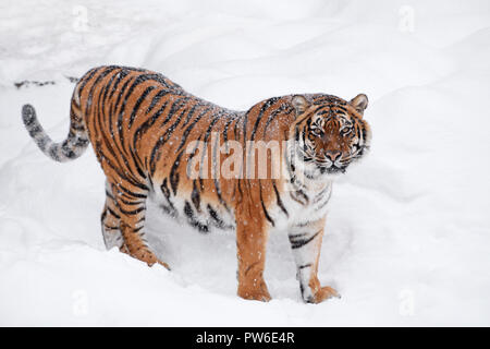 Una giovane femmina (Amur Siberian) tiger in piedi in fresca neve bianco inverno pieno di sole di giorno e guardando la telecamera a piena lunghezza angolo alto vista laterale Foto Stock