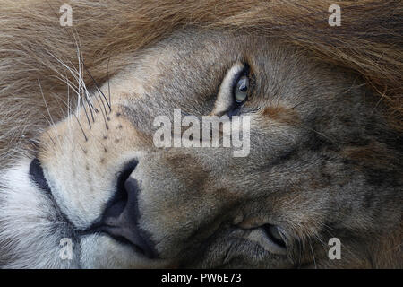 Extreme close up ritratto di carino maschio di leone africano con belle mane, posa in appoggio sul terreno e guardando la telecamera a basso angolo di visione Foto Stock