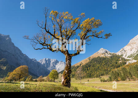 Autunno solitaria colorati alberi di acero sul Grosser Ahornboden in montagne Karwendel, Tirolo, Austria Foto Stock
