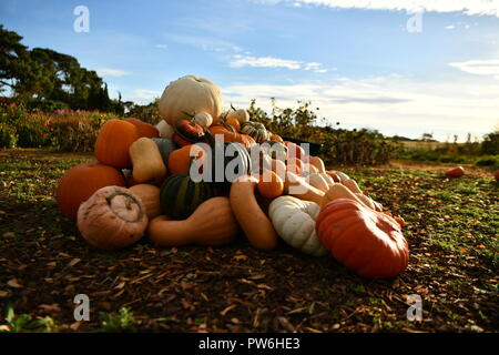 La zucca pronto per la festa di Halloween autunno è arrivato, raccolte sul campo, zucche sono splendidamente presentato grande piccolo arancione bianco in giardino Foto Stock