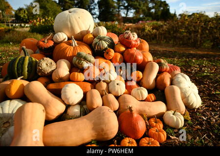 La zucca pronto per la festa di Halloween autunno è arrivato, raccolte sul campo, zucche sono splendidamente presentato grande piccolo arancione bianco in giardino Foto Stock