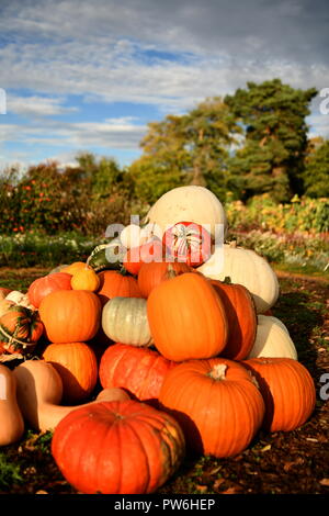 La zucca pronto per la festa di Halloween autunno è arrivato, raccolte sul campo, zucche sono splendidamente presentato grande piccolo arancione bianco in giardino Foto Stock