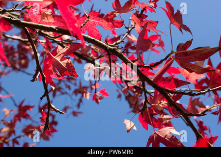 Foglie su un acero giapponese, albero in colori autunnali agianst un cielo blu durante il mese di ottobre in Scozia Foto Stock