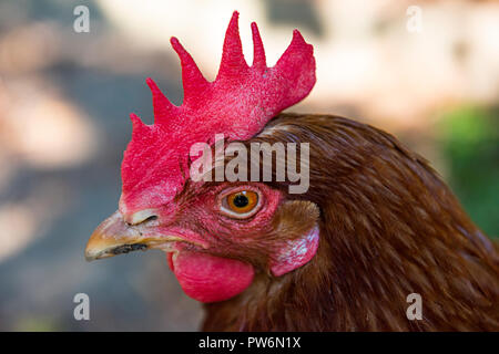 Close-up verticale di un pollo marrone (solo testa) Foto Stock