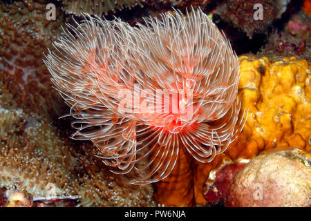 Tubo magnifico Worm, Protula bispiralis, precedentemente Protula magnifica.Tulamben, Bali, Indonesia. Mare di Bali, Oceano Indiano Foto Stock