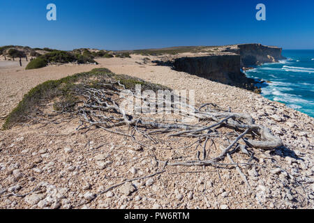 Struttura costiera recedono da implacabile alta venti al punto Labatt SA, Australia solo allevamento continentale colonia di leoni marini australiani Foto Stock