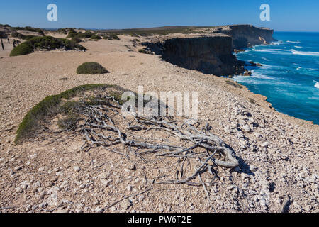 Struttura costiera recedono da implacabile alta venti al punto Labatt SA, Australia solo allevamento continentale colonia di leoni marini australiani Foto Stock