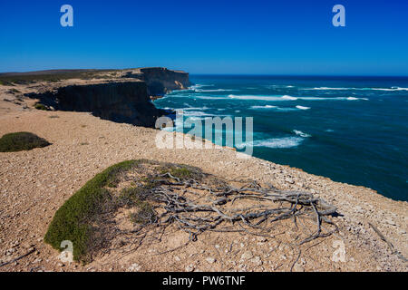 Struttura costiera recedono da implacabile alta venti al punto Labatt SA, Australia solo allevamento continentale colonia di leoni marini australiani Foto Stock